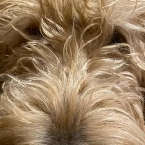 Meet your Posher, Amine